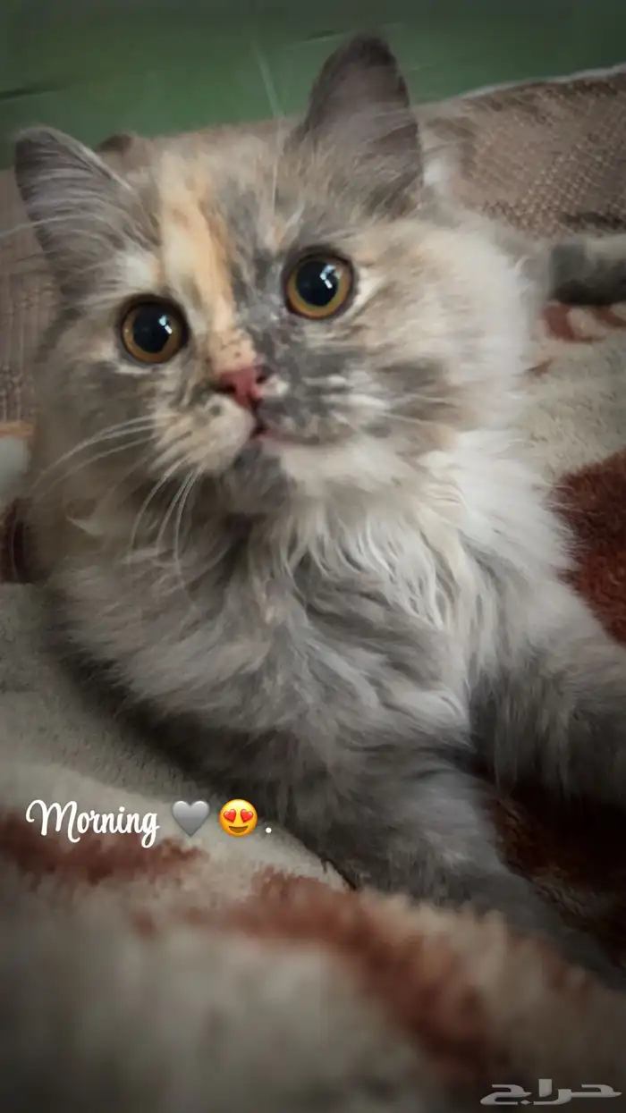 قطه شيرازي طالبه تزاوج 0