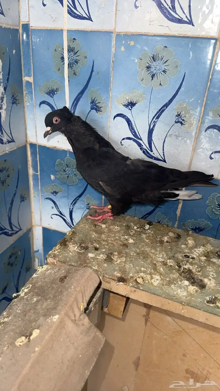 حمام قطيفي قطايف 3