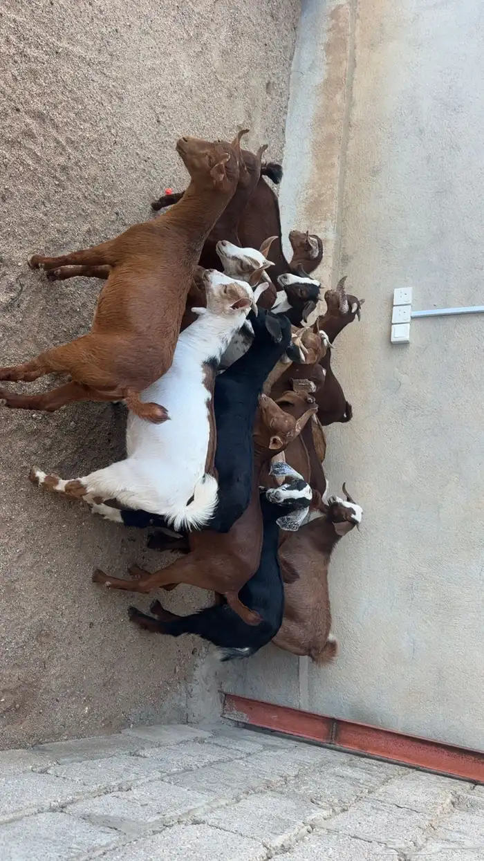 تيوس حص بلديه 4