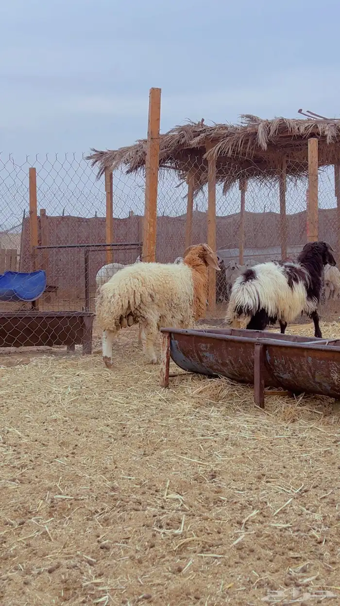 ذبائح نعيم طيبه شامل الذبح التوصيل 5