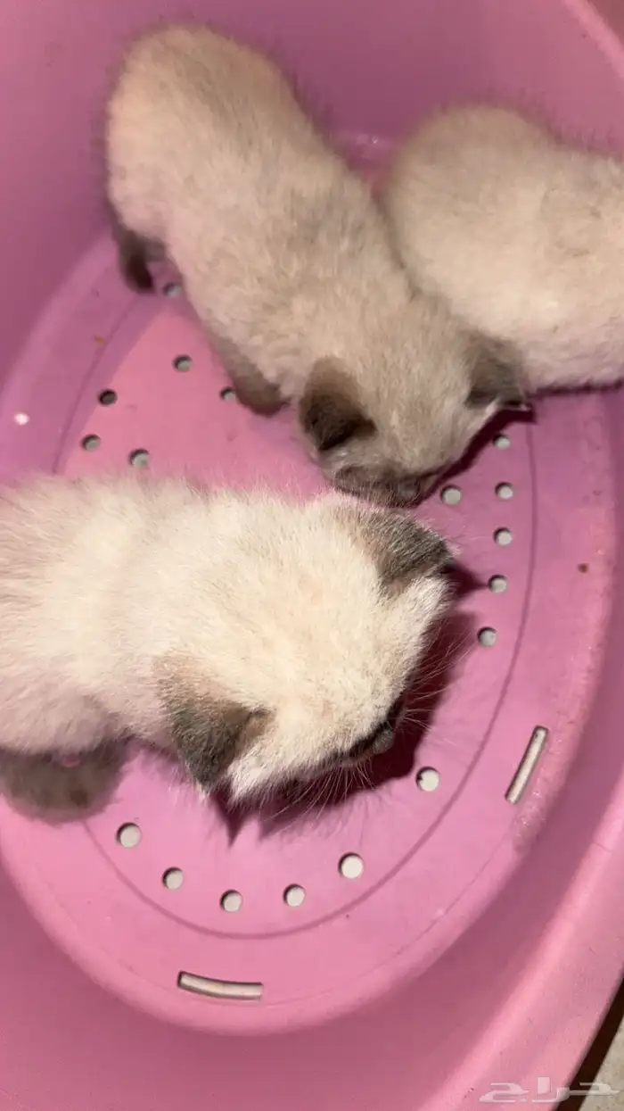 قطط شيرازي 0