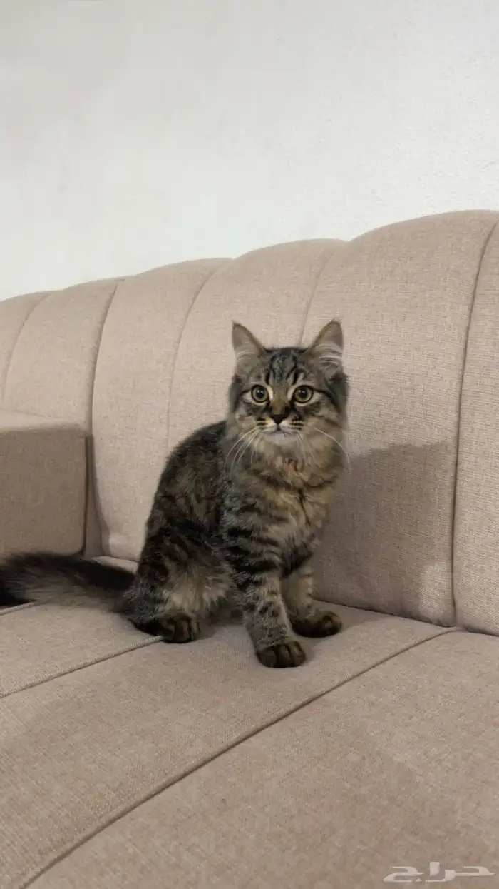 قط ذكر للبيع العمر 4 شهور 250 معه كرت التطعيم 0