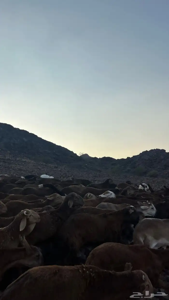 طليان سواكن حمري جادعان 12