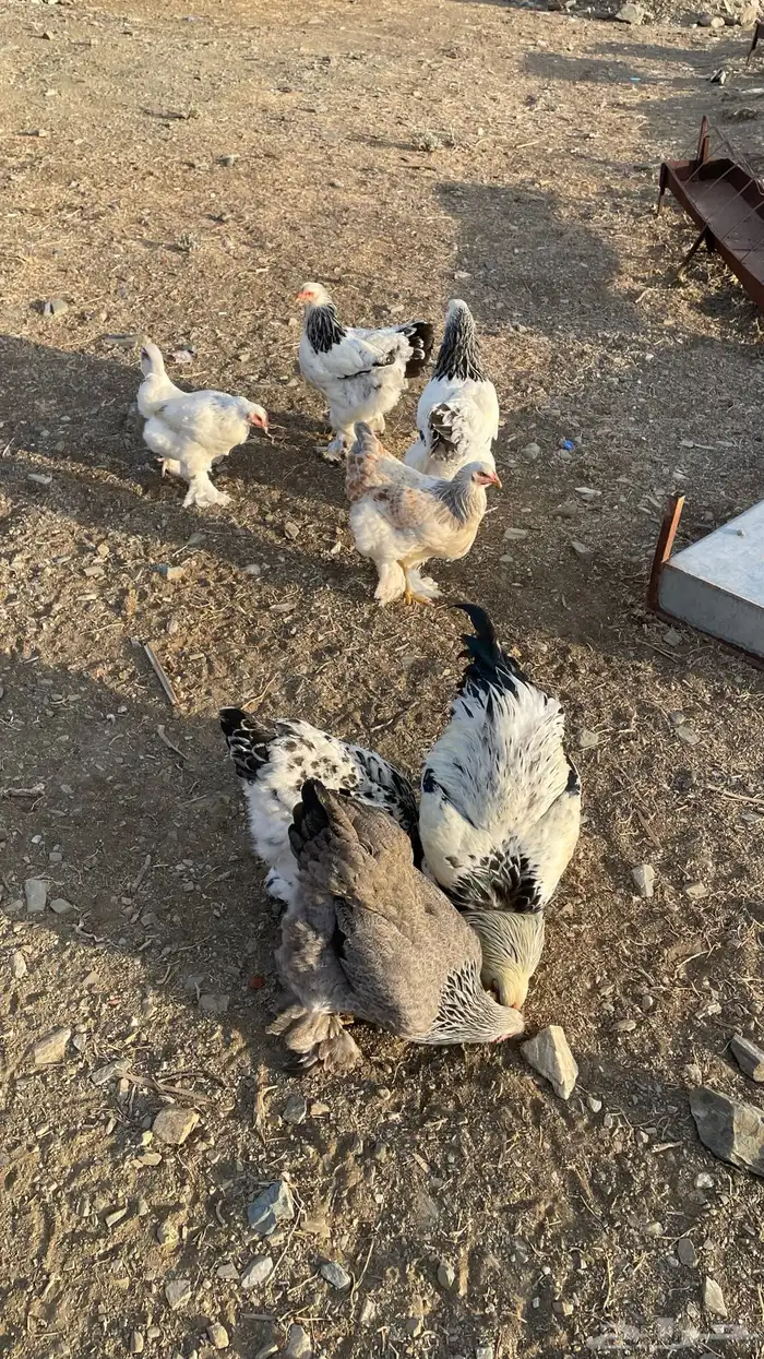 دجاج براهم كولومبي 1