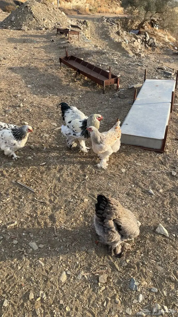 دجاج براهم كولومبي 4