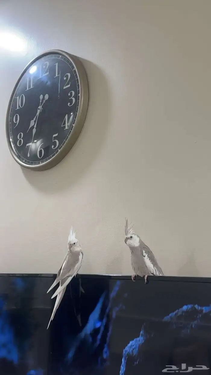 عصافير كروان 0