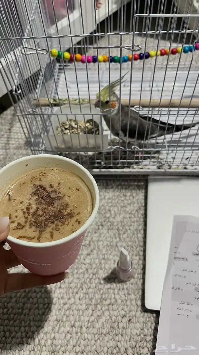 كروان ذكر اليف ومغرد العمر 9شهور 1