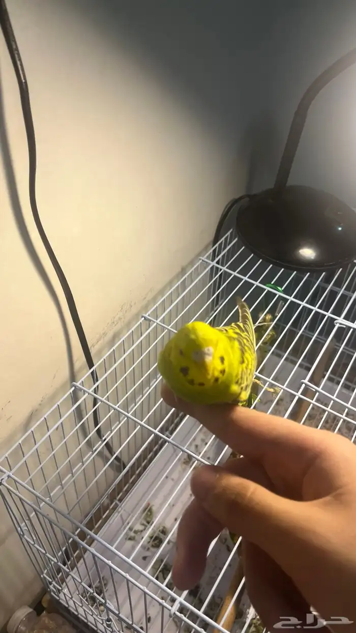 زوج بادجي سعره 170 ريال للسن شباب 1