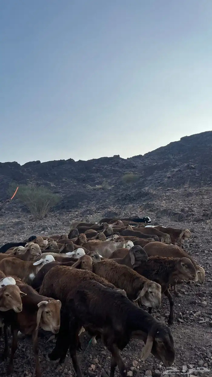 طليان سواكن حمري جادعان 11