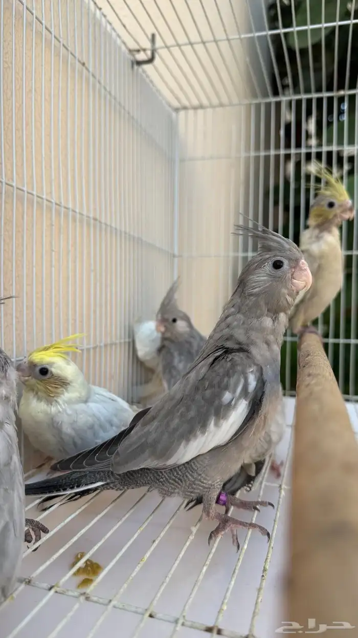 كروان ايميرالد مع ديل فاكتور وسنقل فاكتور 0