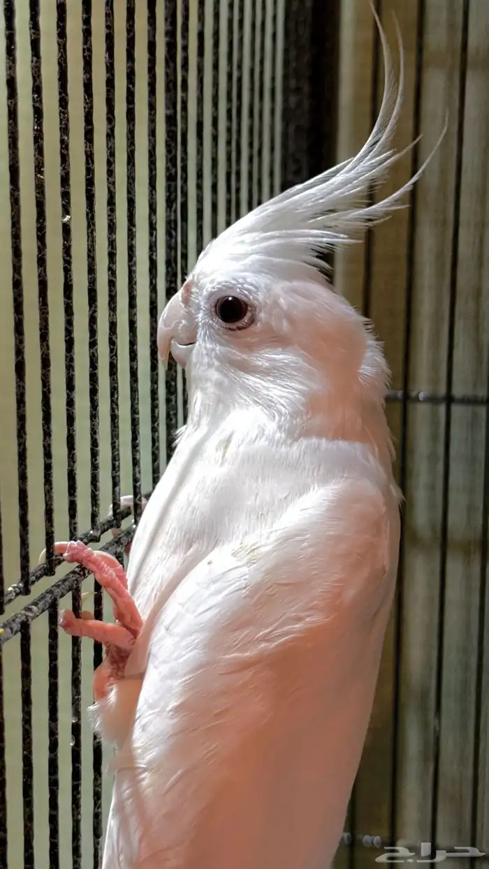 طير كوكتيل 2