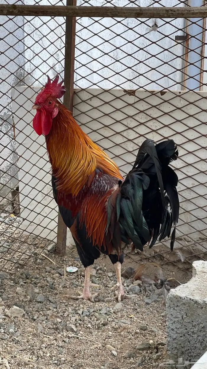 ديك فري سيافي التفاصيل في اعلاني الرئيسي يوجد ديوك غيره 6