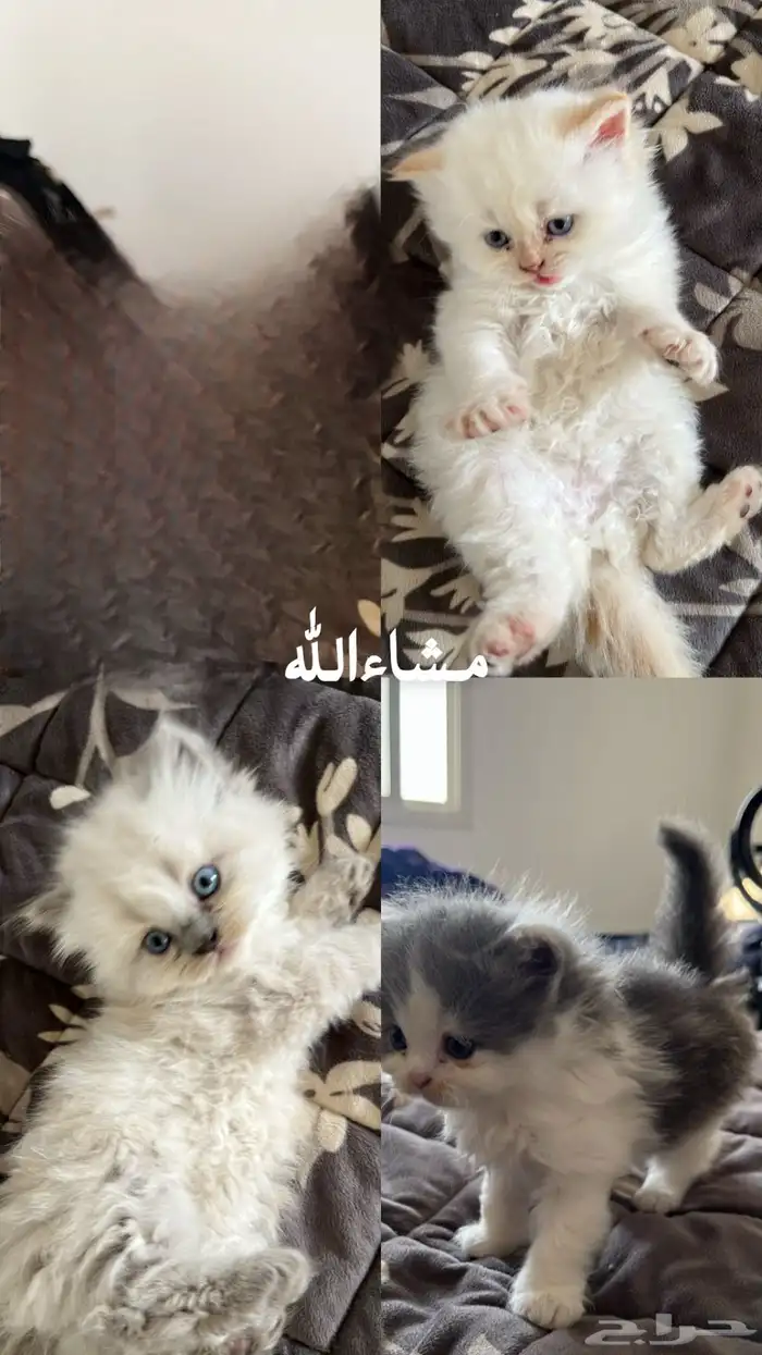قطط للبيع 300ريال الواحد 0