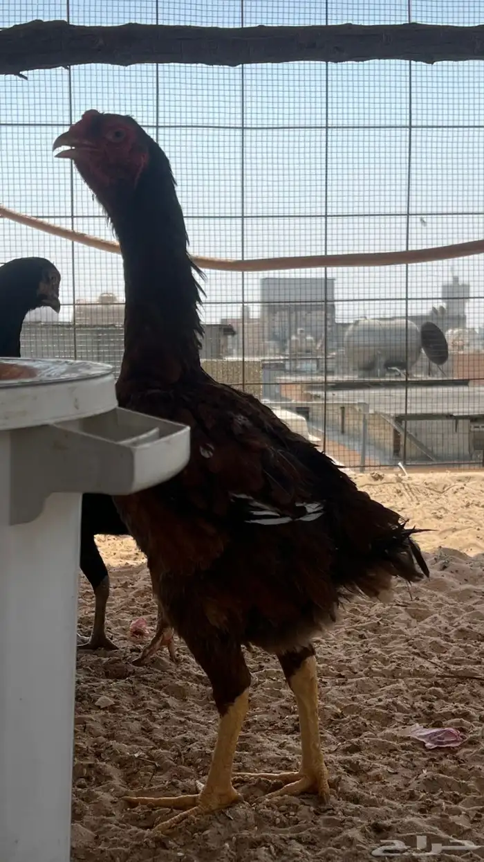 طقم شامو الماني 1