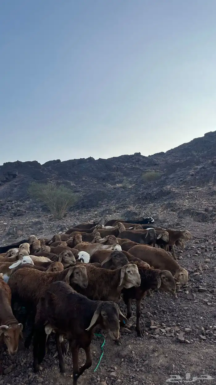 طليان سواكن حمري جادعان 18