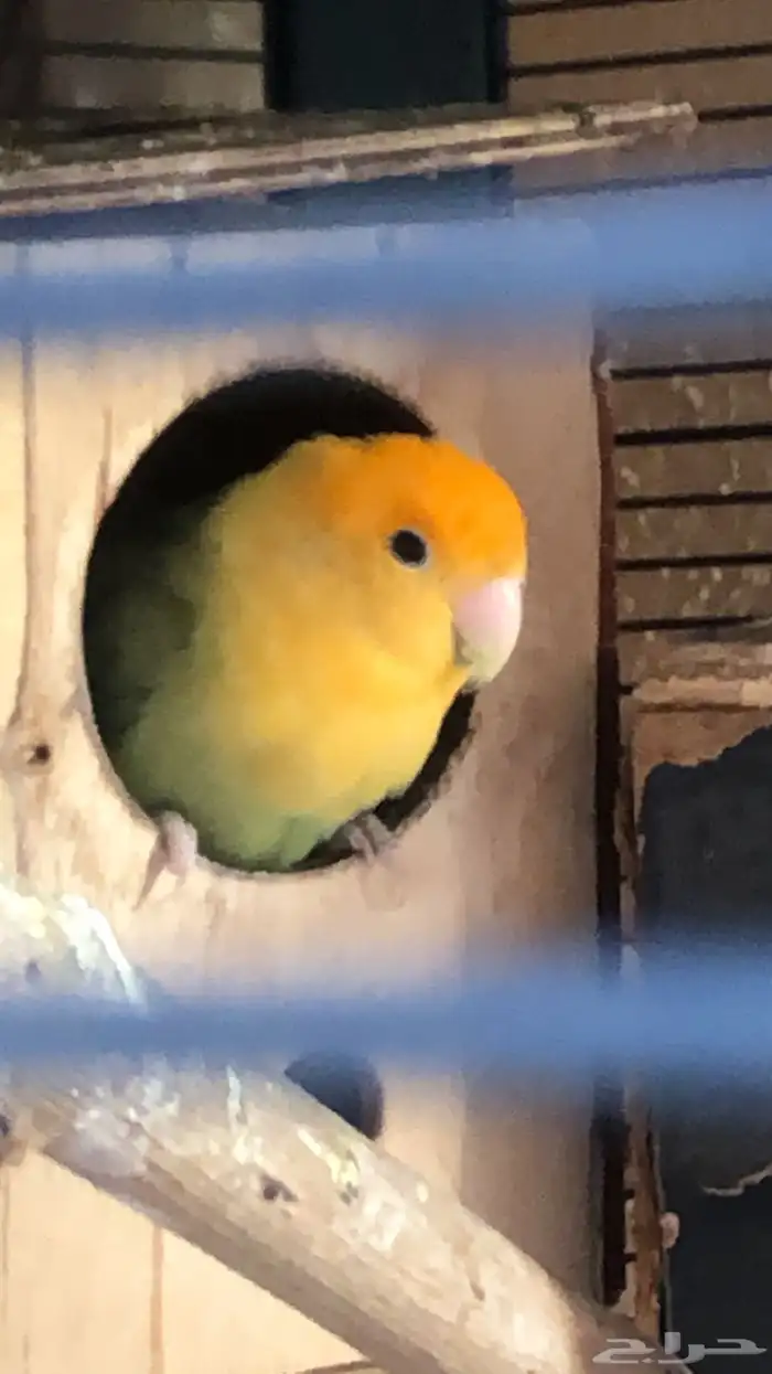 طيور روز للبيع سمح 0