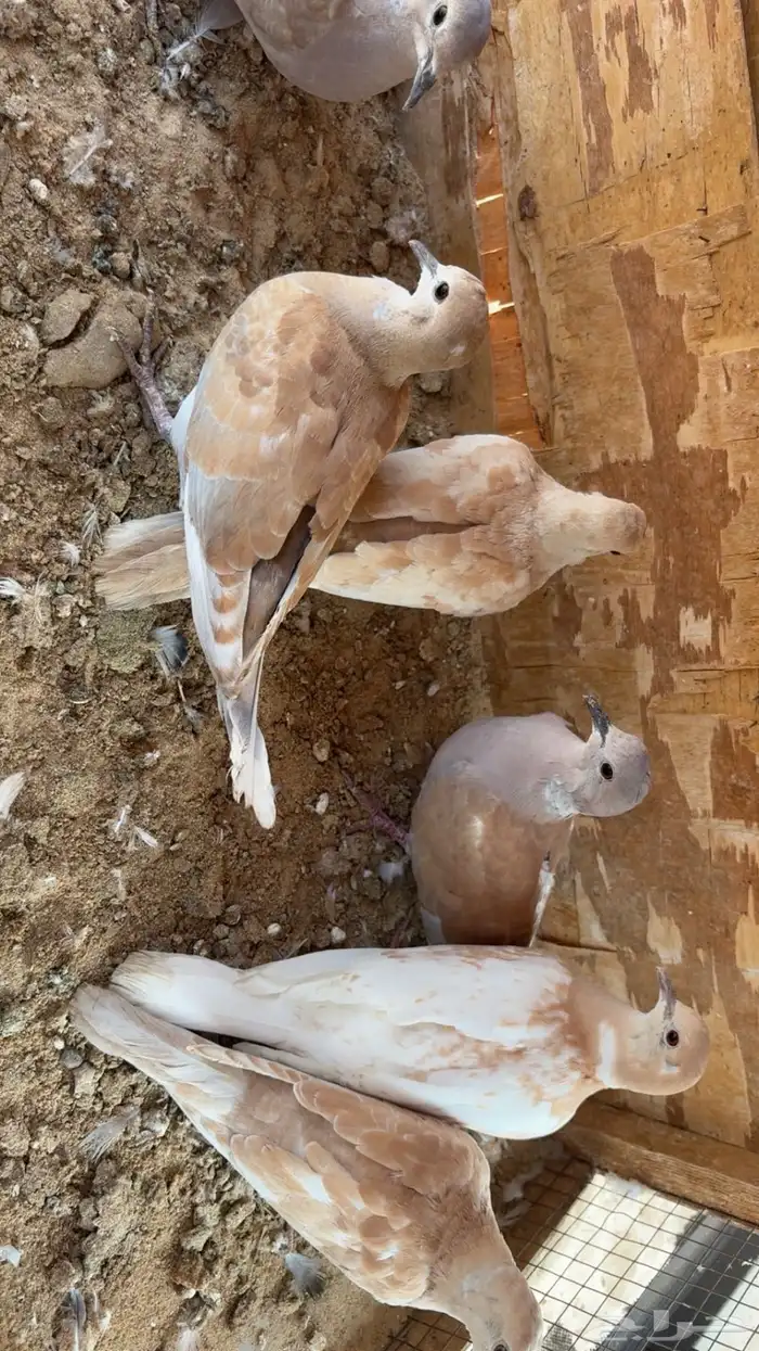 للبيع جوزين زاجل وحمام يمام 1