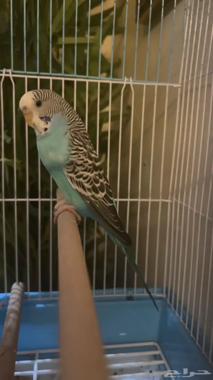 عصفور للبيع 0