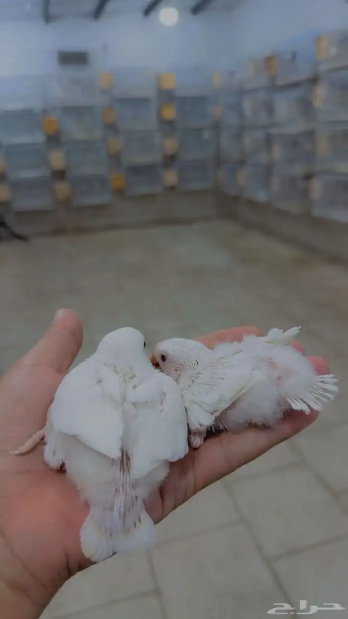 فروخ روز مستويات 2