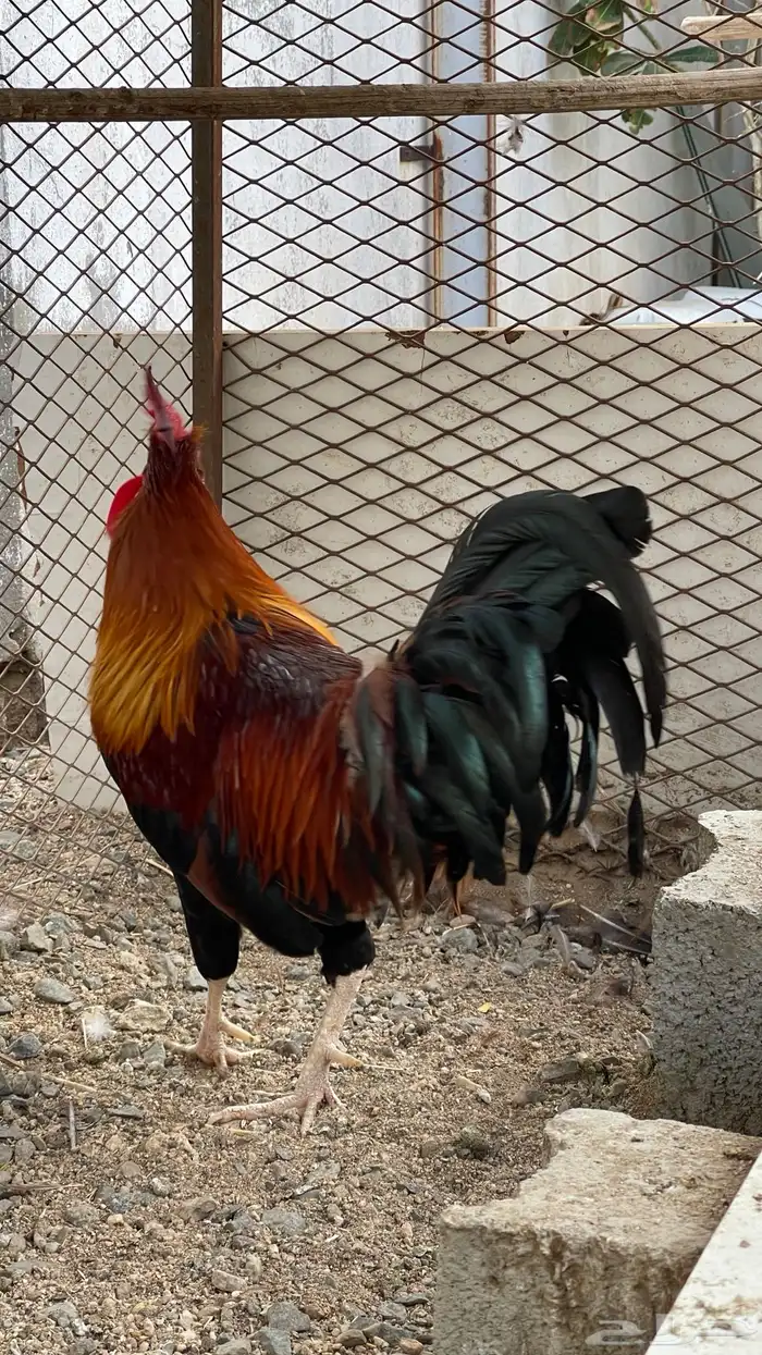 ديك فري سيافي التفاصيل في اعلاني الرئيسي يوجد ديوك غيره 9