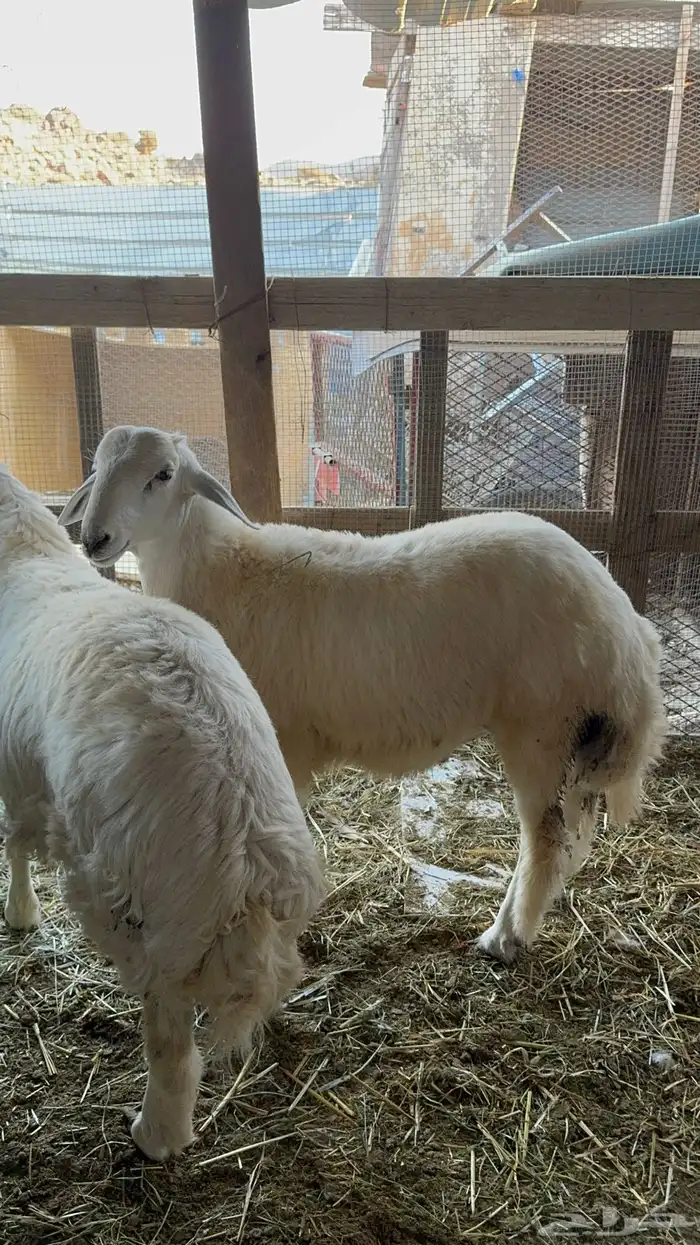 طليان ذبايح 1