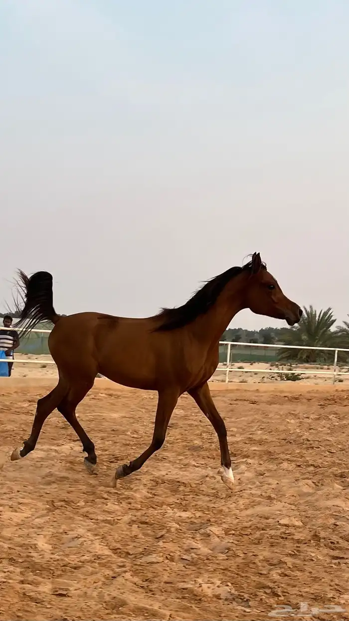 مهر ابن دومنيك ام 4