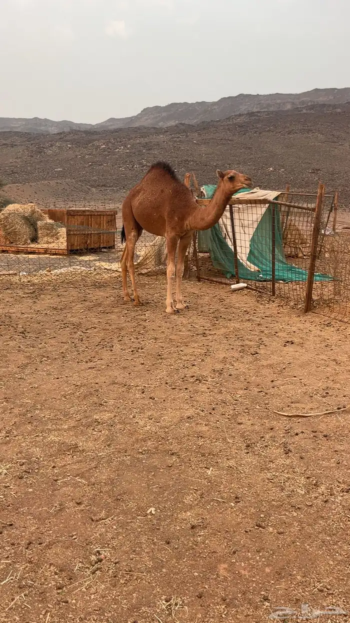 للبيع بكره مفروده كفو 3