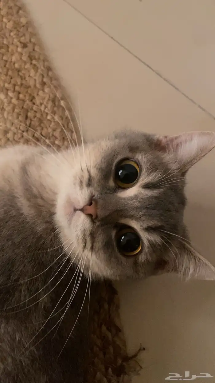 انثى للتبني 5