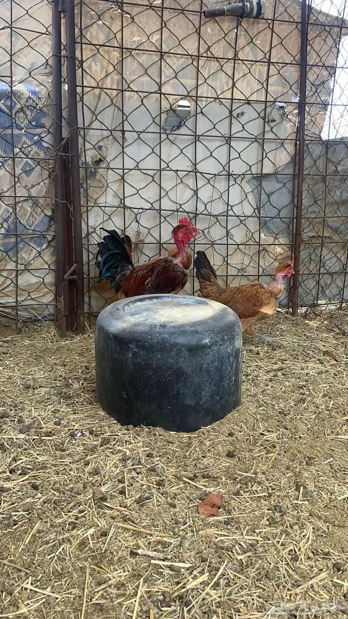 فروخ عاري الرقبه جروم كبار 2