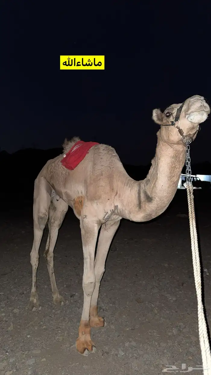 قعود البيع 1