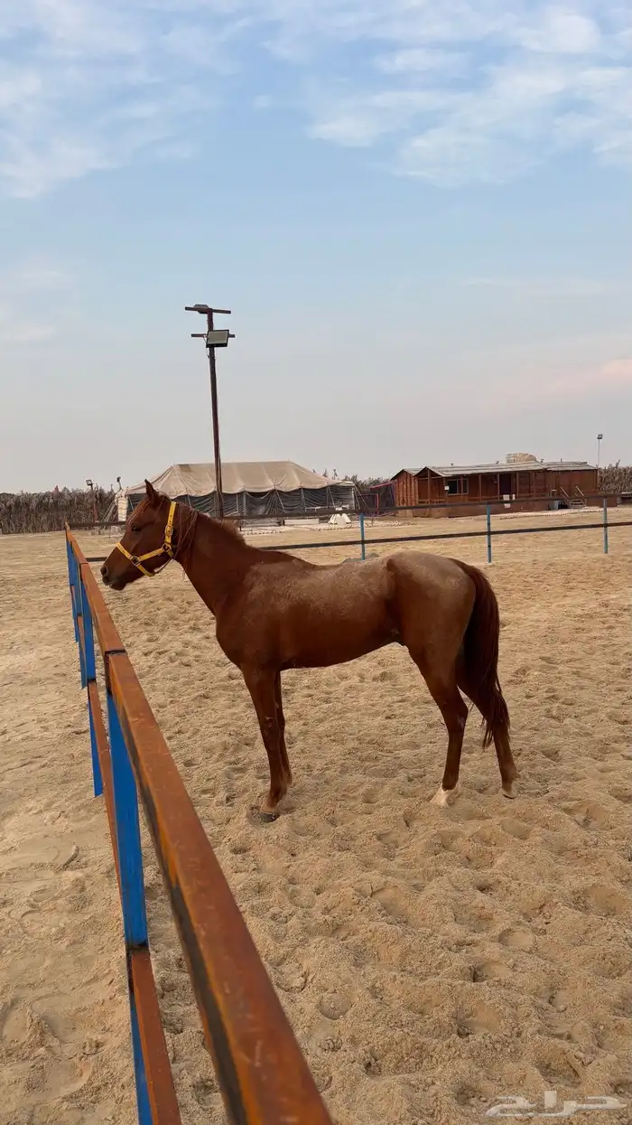 حصان شعبي للبيع عمره من سنتين ونص إلى 3 0