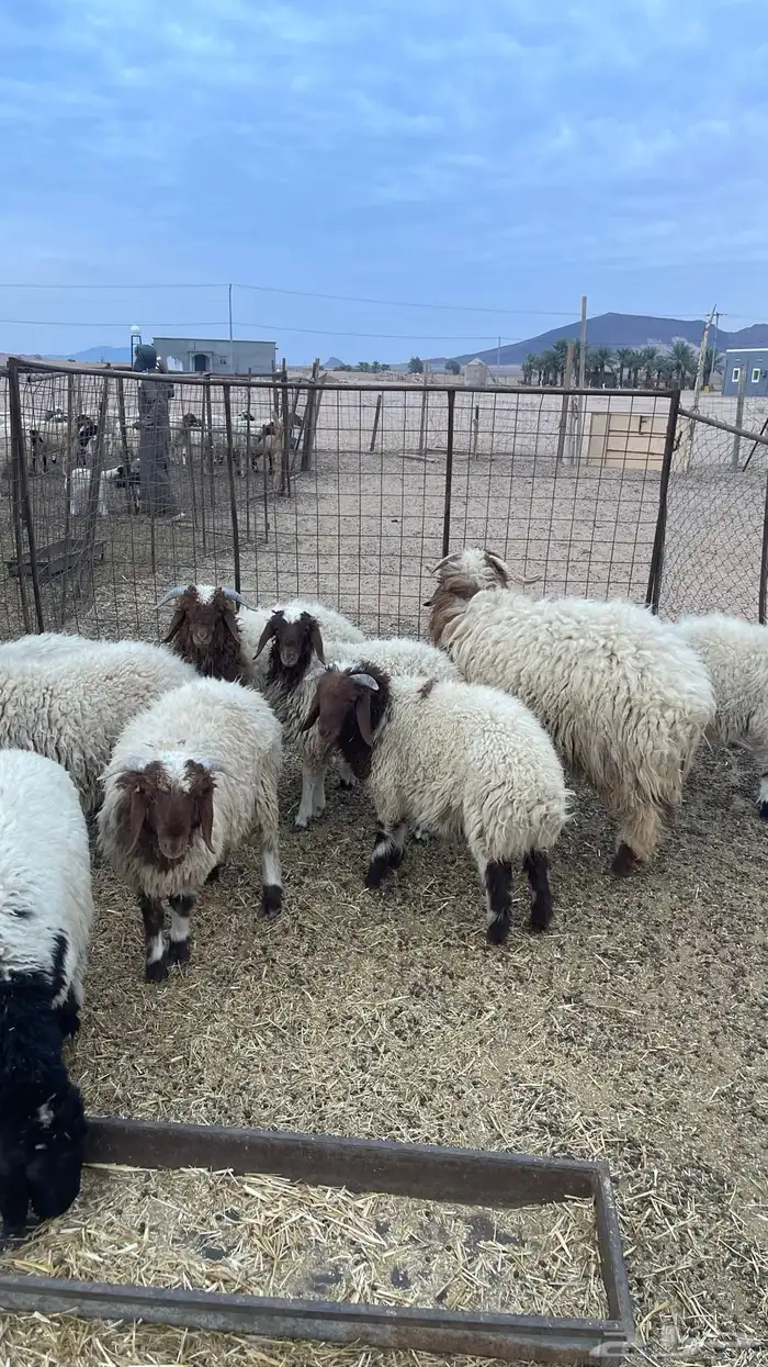 للبيع خرفان ورخال النعيمي 4