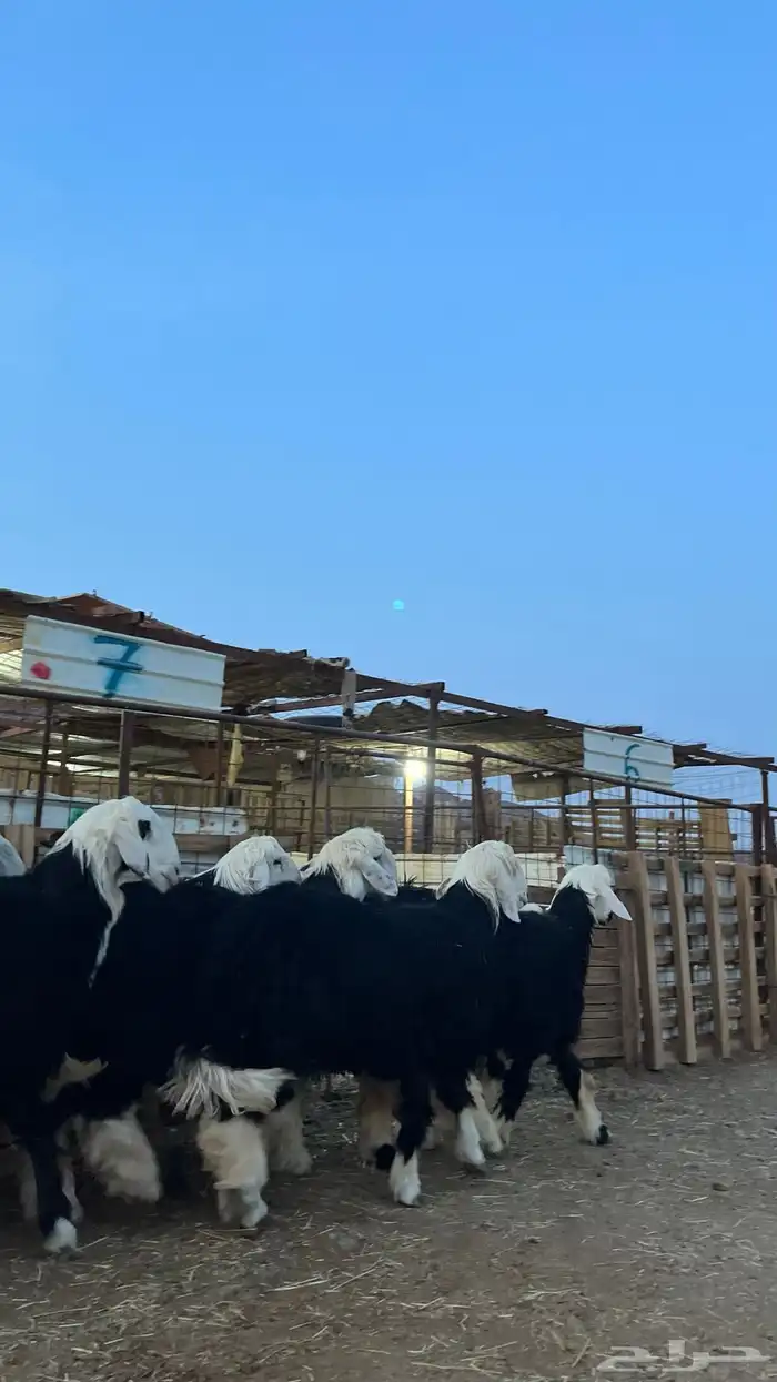 طليان نجد جبره فاخر من الاخر 10