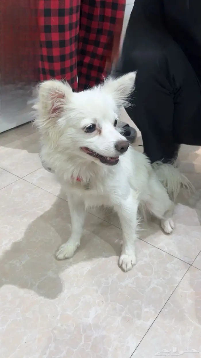 كلب شيواوا انثى 0