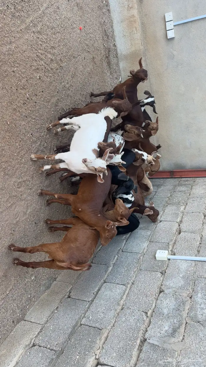 تيوس حص بلديه 3