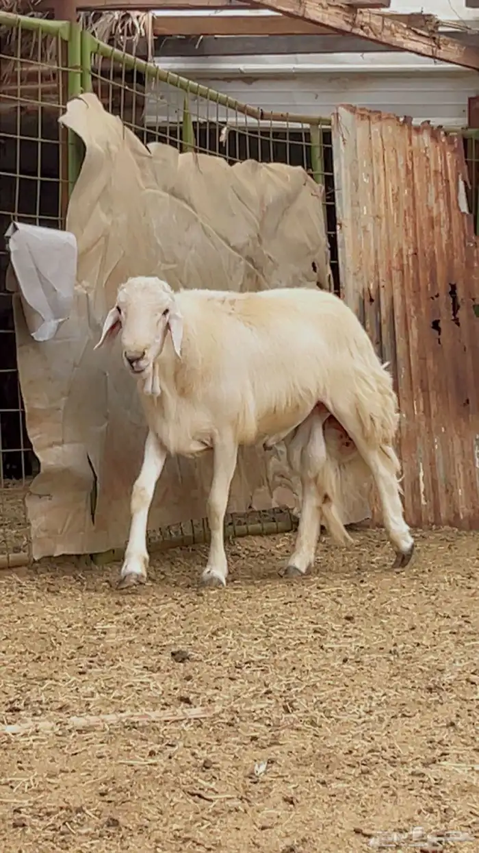 فحل للبيع مشروط 0