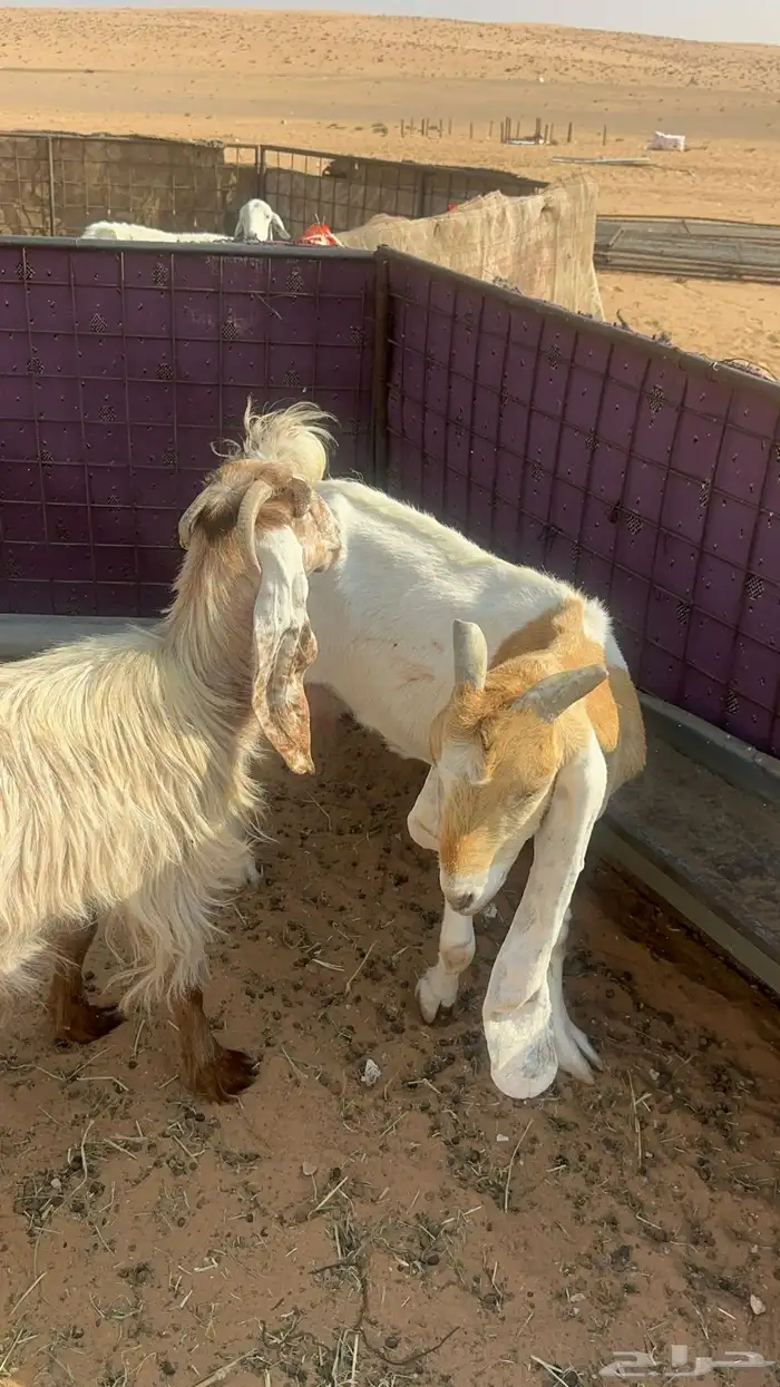 معزا مواليد للبيع 3