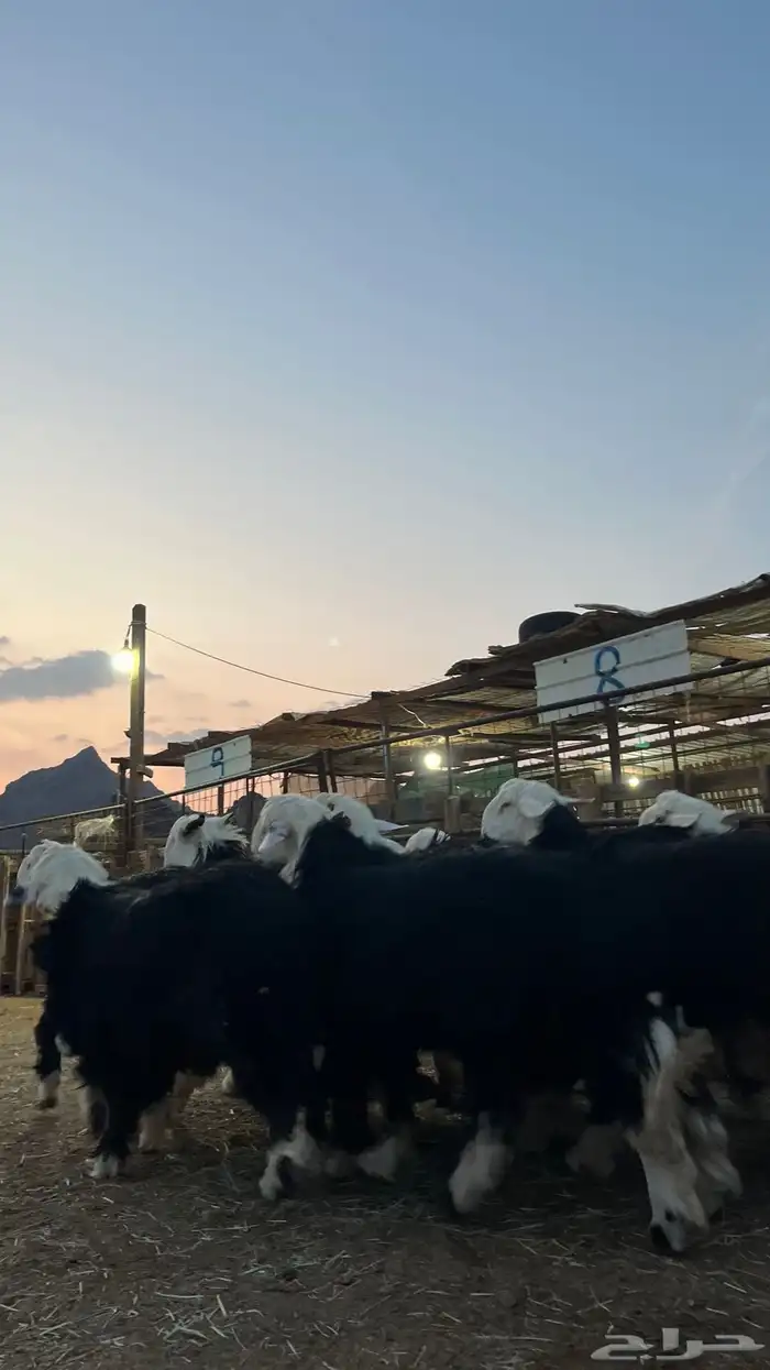 طليان نجد جبره فاخر من الاخر 9