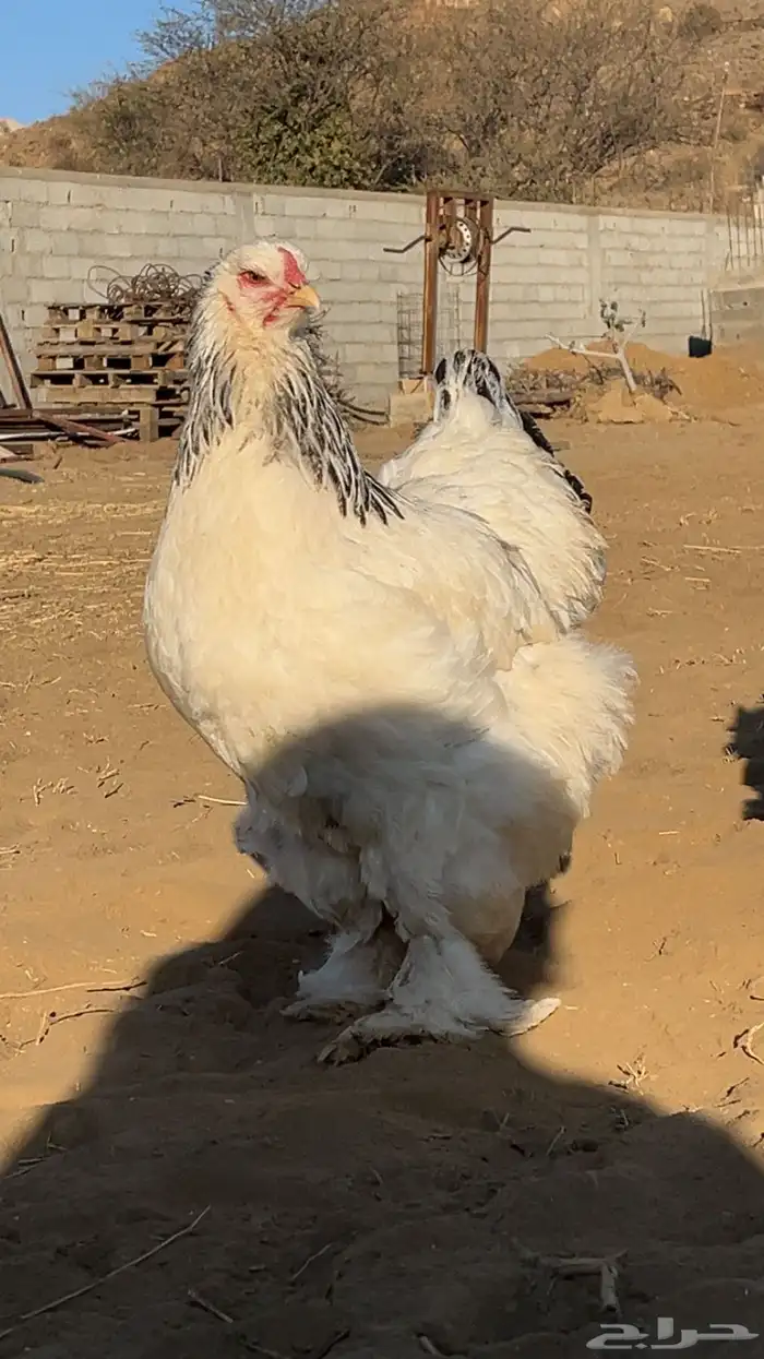 دجاج براهما كلومبي 2