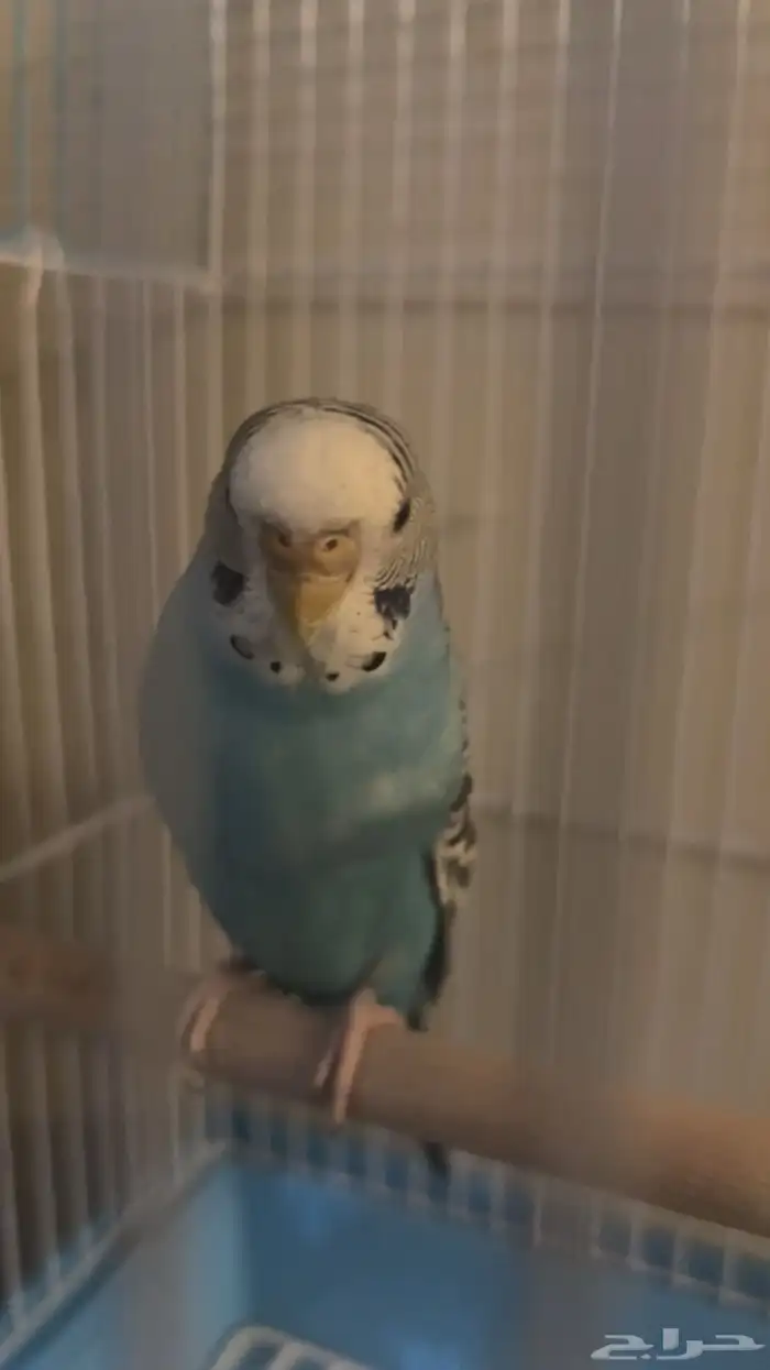 عصفور للبيع 2