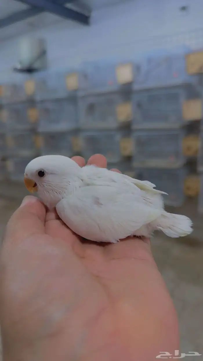 فروخ روز مستويات 6