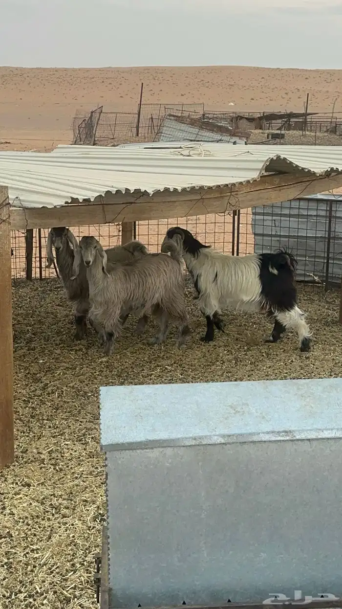 جفرات مقاني ولا ذبح طيبات 16