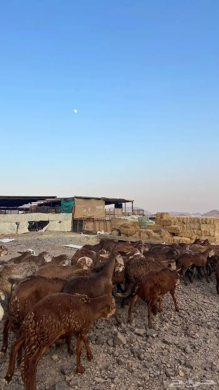 طليان سواكن حمري جادعان 29