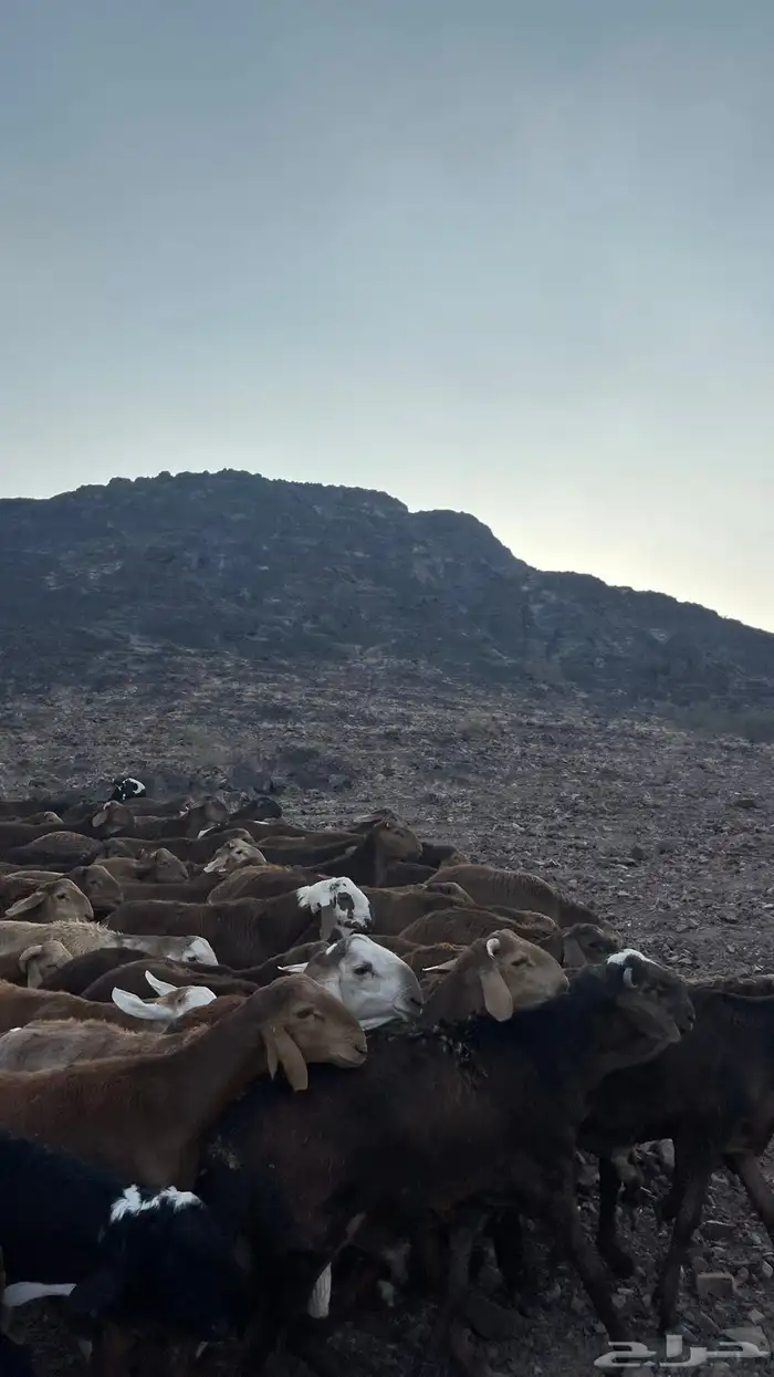 طليان سواكن حمري جادعان 9