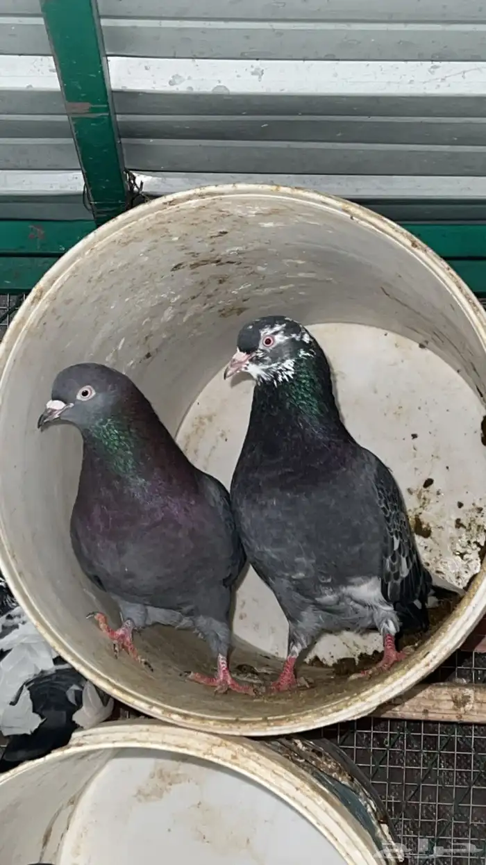 جوز حمام قلاب 0