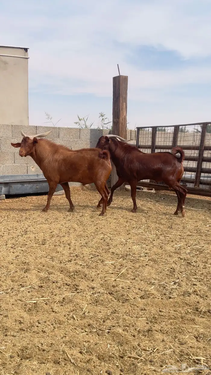 2 فحول تيوس صنف دهم للبيع 1