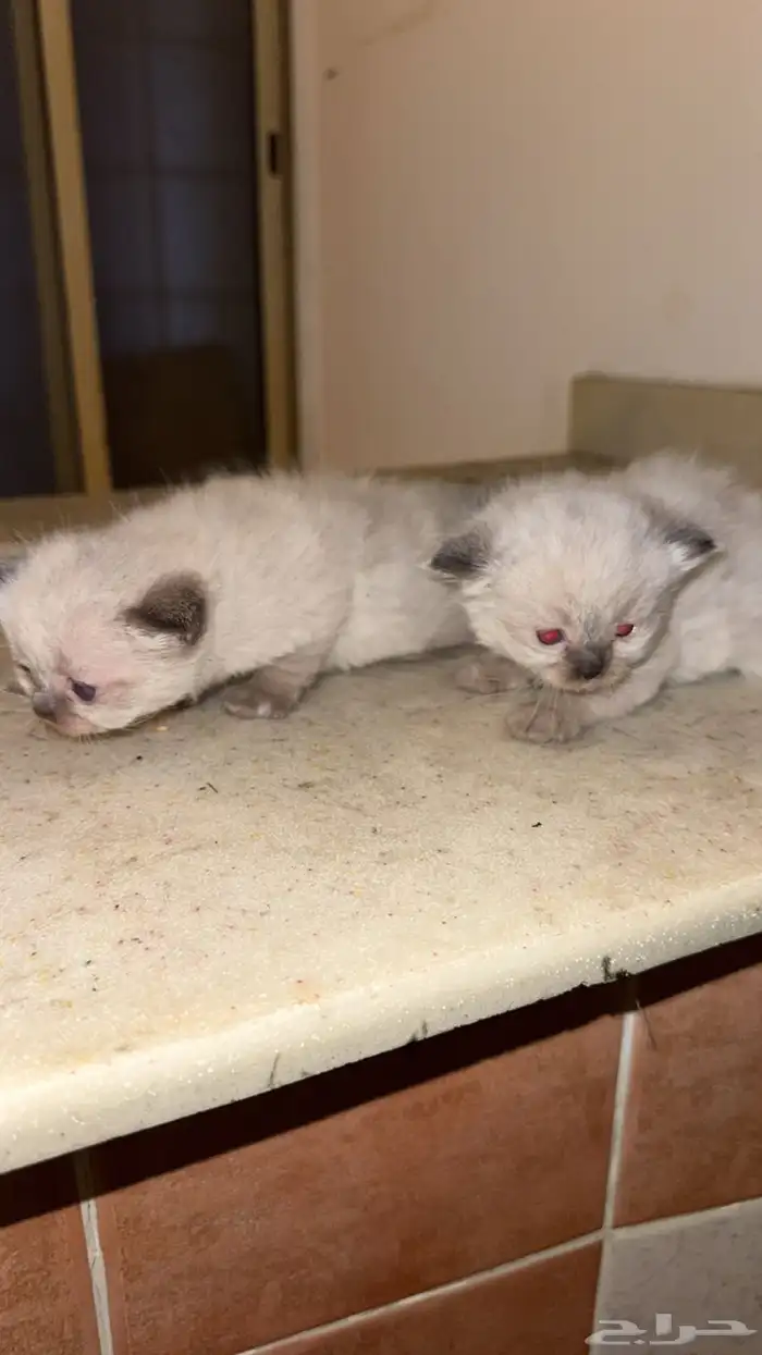 قطط شيرازي 0