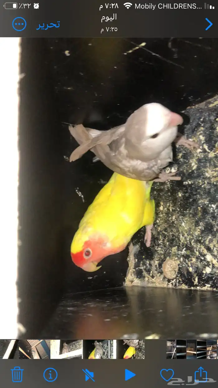 طيور روز للبيع سمح 5