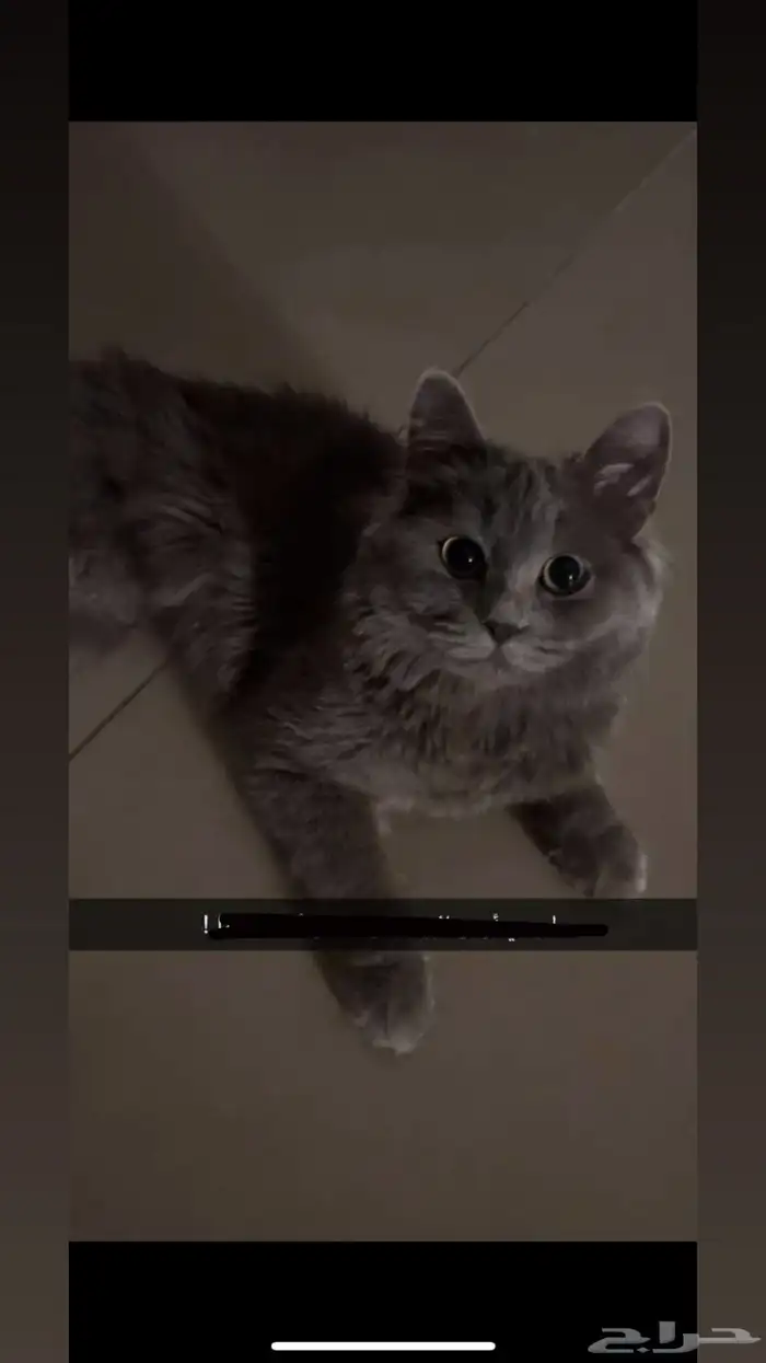 قطه مفقوده 0