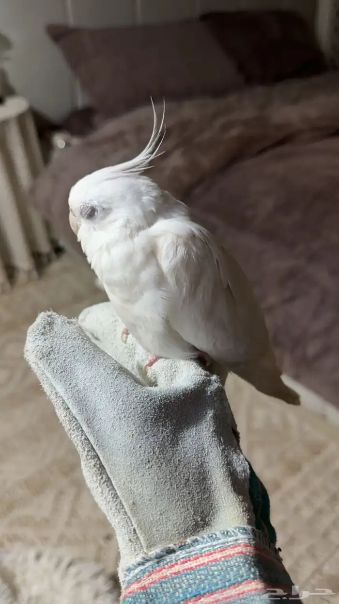 طير كوكتيل 1